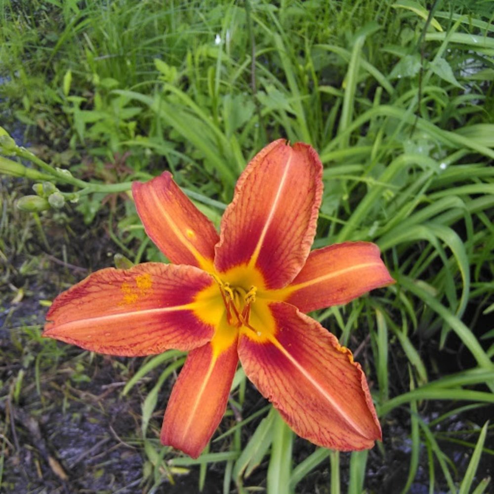 20 Live orange daylily plants